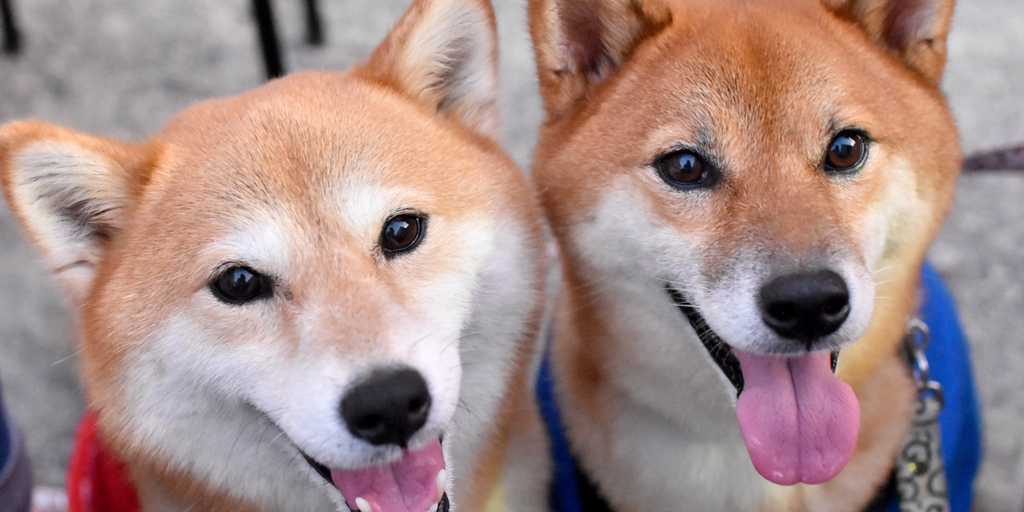 Dogecoin Price Climbs as Shiba Inu Spikes to 8-Month High