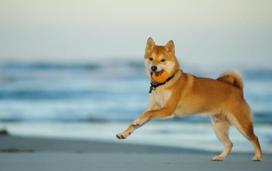 Ripple XRP, Shiba Inu, iDEGEN