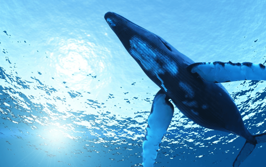 Mysterious Whale Revives Ancient BTC—2,300 Coins Shifted in August Alone