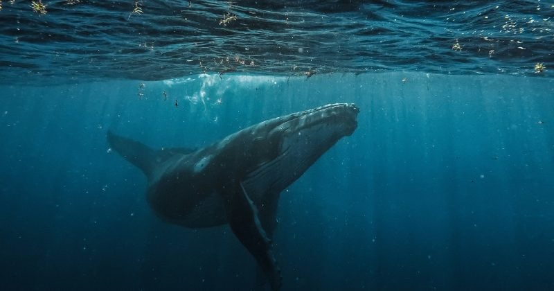 Bitcoin whale deposits $40M USDC into Hyperliquid to boost BTC short position